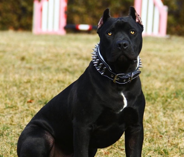 黑豹犬,最早出自于上世纪90年代末的美国,它是美国犬业组织,用卡斯罗