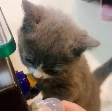 小猫咪吃猫糖 根本停不下来 主人想制止 猫咪的反应让人笑翻