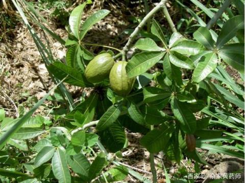 荒野维生野菜系列 马拉巴栗